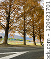 Metasequoia Tree Line, a popular tourist spot 120421701