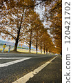 A street lined with metasequoia trees 120421702