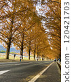 A row of metasequoia trees with yellow autumn leaves 120421703