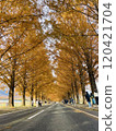 A popular tourist spot, Metasequoia Tree Line 120421704