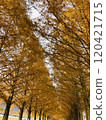 The autumnal leaves of Metasequoia 120421715