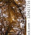 Metasequoia trees covering the sky 120421716