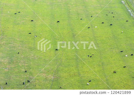 Milk cows grazing on green farm pasture. Production of organic dairy products. Feeding of cattle on farmland grassland 120421899