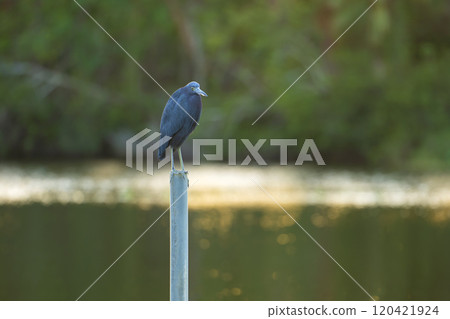 Little blue heron bird perching near lake water in Florida wetland Little blue heron bird perching near lake water in Florida wetland 120421924