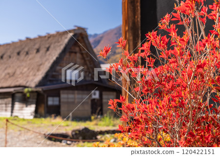 《Gifu Prefecture》 Autumn Shirakawa-go, autumn leaves gassho-zukuri village 120422151
