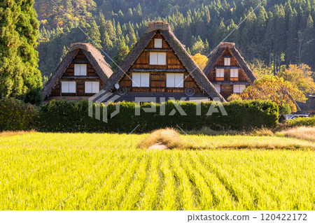 《Gifu Prefecture》 Autumn Shirakawa-go, autumn leaves gassho-zukuri village 120422172