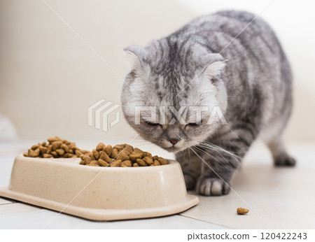 Scottish fold cat eating dry food from bowl on floor Scottish fold cat eating dry food from bowl on floor 120422243