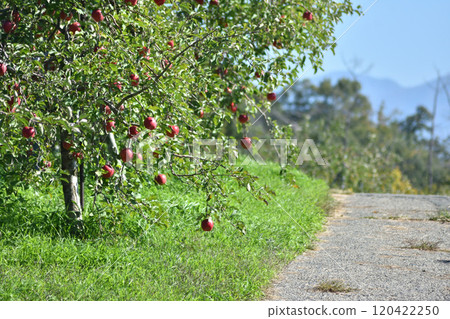 蘋果樹和農場道路 120422250