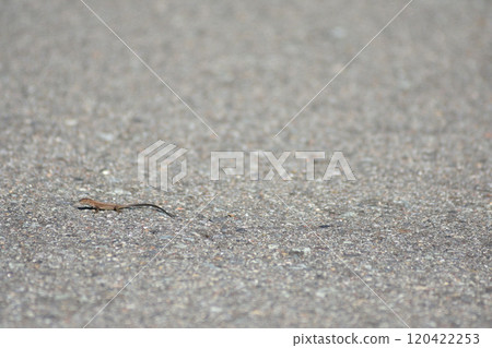 A lizard walking on the asphalt A lizard walking on the asphalt 120422253