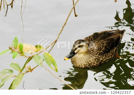 Cute ducks swimming happily in the river 120422357