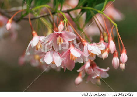 它很漂亮，開著許多白色的花朵，但它是一種落葉樹，被稱為 Styrax japonicus，因為它在嘴裡含水果時會刺激。 120422425