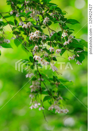 It is beautiful with many white flowers blooming, but it is a deciduous tree called Styrax japonicus because it stimulates when it contains fruits in its mouth. It is beautiful with many white flowers blooming, but it is a deciduous tree called Styrax japonicus because it stimulates when it contains fruits in its mouth. 120422427