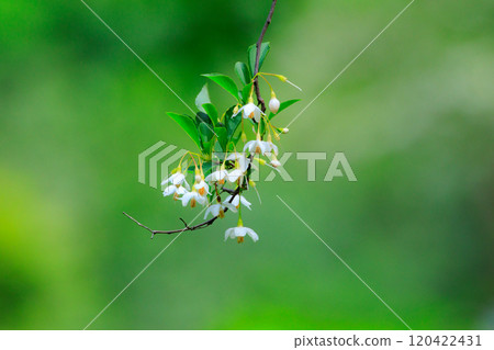 It is beautiful with many white flowers blooming, but it is a deciduous tree called Styrax japonicus because it stimulates when it contains fruits in its mouth. 120422431