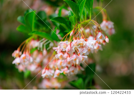它很漂亮,開著許多白色的花朵,但它是一種落葉樹,被稱為 Styrax japonicus,因為它在嘴裡含水果時會刺激。 它很漂亮,開著許多白色的花朵,但它是一種落葉樹,被稱為 Styrax japonicus,因為它在嘴裡含水果時會刺激。 120422433
