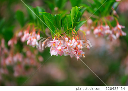 It is beautiful with many white flowers blooming, but it is a deciduous tree called Styrax japonicus because it stimulates when it contains fruits in its mouth. It is beautiful with many white flowers blooming, but it is a deciduous tree called Styrax japonicus because it stimulates when it contains fruits in its mouth. 120422434
