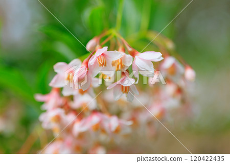 它很漂亮,開著許多白色的花朵,但它是一種落葉樹,被稱為 Styrax japonicus,因為它在嘴裡含水果時會刺激。 它很漂亮,開著許多白色的花朵,但它是一種落葉樹,被稱為 Styrax japonicus,因為它在嘴裡含水果時會刺激。 120422435