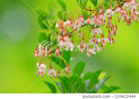 它很漂亮,開著許多白色的花朵,但它是一種落葉樹,被稱為 Styrax japonicus,因為它在嘴裡含水果時會刺激。 它很漂亮,開著許多白色的花朵,但它是一種落葉樹,被稱為 Styrax japonicus,因為它在嘴裡含水果時會刺激。 120422444