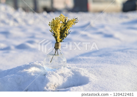 Yellow flowers in a lightbulb vase placed on snow in a sunny winter scene. Yellow flowers in a lightbulb vase placed on snow in a sunny winter scene. 120422481