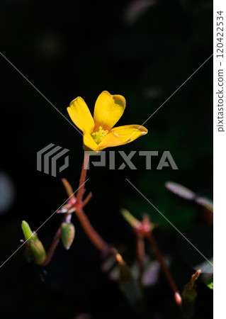 Oxalis 被誤認為是幸運的四葉草 120422534