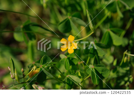 Oxalis mistaken for a lucky four-leaf clover 120422535