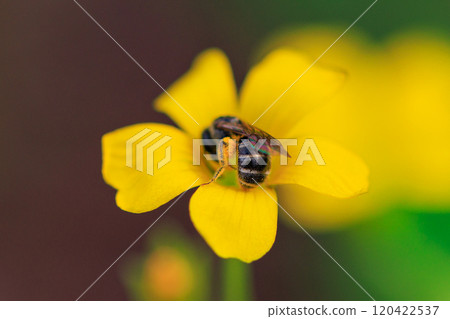 Oxalis 被誤認為是幸運的四葉草 120422537