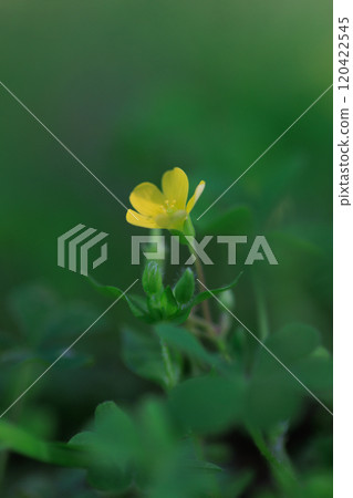 Oxalis 被誤認為是幸運的四葉草 Oxalis 被誤認為是幸運的四葉草 120422545