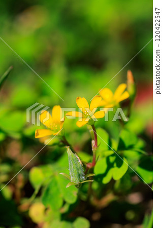 Oxalis 被誤認為是幸運的四葉草 120422547