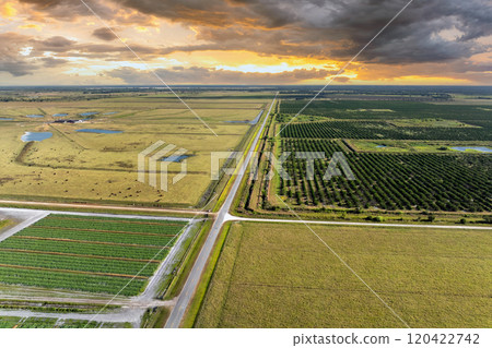 Farm fields in Florida. Agricultural cultivated field in summer season with growing green crops. Farming and agriculture industry in USA Farm fields in Florida. Agricultural cultivated field in summer season with growing green crops. Farming and agriculture industry in USA 120422742