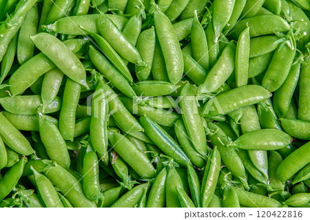 Picked sweet garden pea pods, plant texture for background. Picked sweet garden pea pods, plant texture for background. 120422816