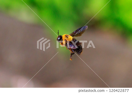 It is misunderstood as ferocious because of its loud body and wings, but it is surprisingly mild-mannered bee. 120422877