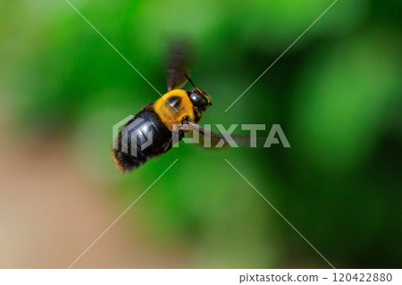 It is misunderstood as ferocious because of its loud body and wings, but it is surprisingly mild-mannered bee. It is misunderstood as ferocious because of its loud body and wings, but it is surprisingly mild-mannered bee. 120422880