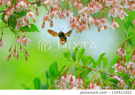 It is misunderstood as ferocious because of its loud body and wings, but it is surprisingly mild-mannered bee. It is misunderstood as ferocious because of its loud body and wings, but it is surprisingly mild-mannered bee. 120422881