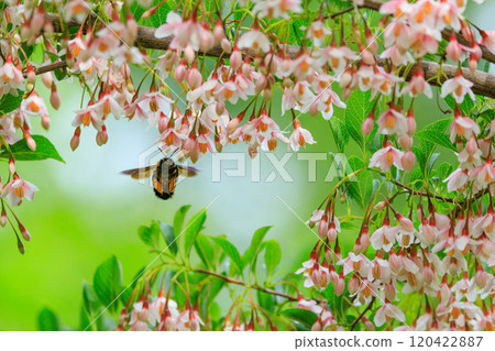 It is misunderstood as ferocious because of its loud body and wings, but it is surprisingly mild-mannered bee. It is misunderstood as ferocious because of its loud body and wings, but it is surprisingly mild-mannered bee. 120422887