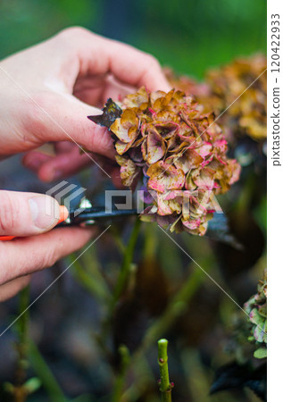 hand cutting old hydrangea flowers with scissors before wintering . High quality photo hand cutting old hydrangea flowers with scissors before wintering . High quality photo 120422933