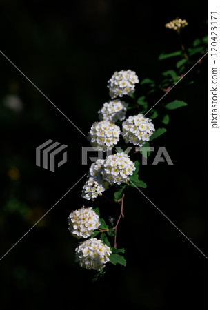 A deciduous shrub that produces small, spherical white flowers resembling balls of paper. A deciduous shrub that produces small, spherical white flowers resembling balls of paper. 120423171