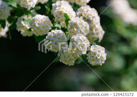 A deciduous shrub that produces small, spherical white flowers resembling balls of paper. A deciduous shrub that produces small, spherical white flowers resembling balls of paper. 120423172