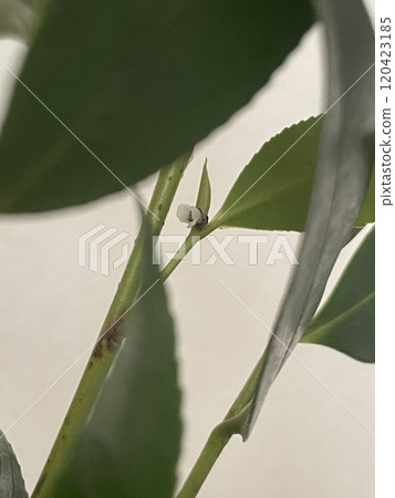 榊樹上盛開的小花 120423185