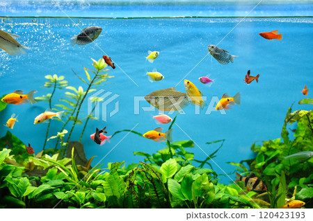 Colorful exotic fish swimming in deep blue water aquarium with green tropical plants Colorful exotic fish swimming in deep blue water aquarium with green tropical plants 120423193