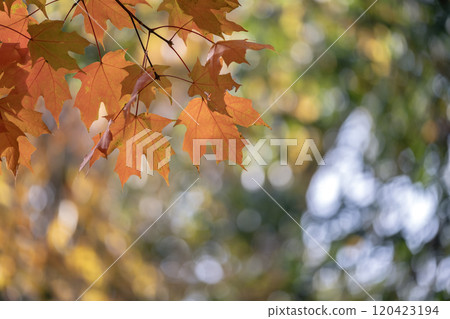 Colorful autumn nature. Canopies of yellow forest trees in fall season 120423194