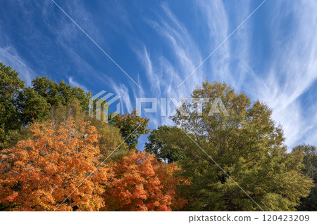 Canopies of yellow forest trees in autumn season. Colorful fall vegetation 120423209
