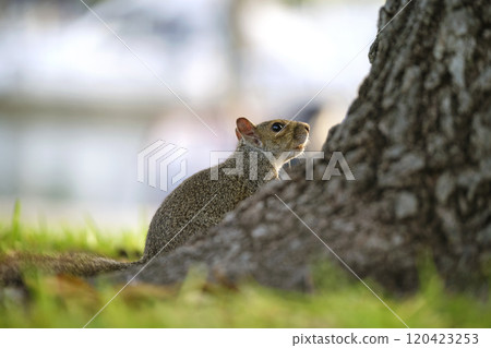 Beautiful wild gray squirrel in summer town park 120423253
