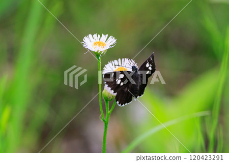 A black butterfly wearing a white belt along a mountain stream A black butterfly wearing a white belt along a mountain stream 120423291