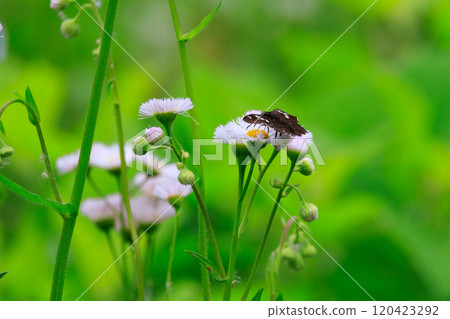 A black butterfly wearing a white belt along a mountain stream A black butterfly wearing a white belt along a mountain stream 120423292