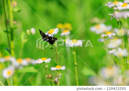 A black butterfly wearing a white belt along a mountain stream 120423293