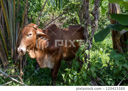 A brown Philippine cow is taking shade among trees in the Batangas province, Philippines A brown Philippine cow is taking shade among trees in the Batangas province, Philippines 120423388
