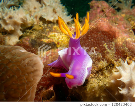 A close-up picture of a Hypselodoris apolegma nudibranch crawling on soft corals in the Philippines A close-up picture of a Hypselodoris apolegma nudibranch crawling on soft corals in the Philippines 120423403