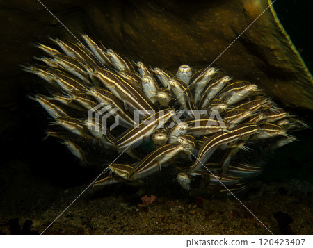 Juvenile Plotosus lineatus or striped eel catfish at a scuba dive in Puerto Galera, Philippines 120423407