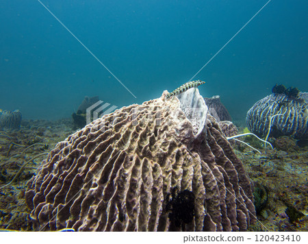 A Parapercis tetracantha or Reticulated sandperch on a barrel sponge, blue water background A Parapercis tetracantha or Reticulated sandperch on a barrel sponge, blue water background 120423410