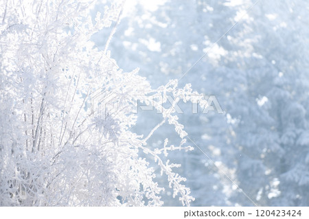 Snow covered trees. Winter forest Snow covered trees. Winter forest 120423424