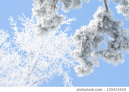 Snow covered trees. Winter forest. 120423428